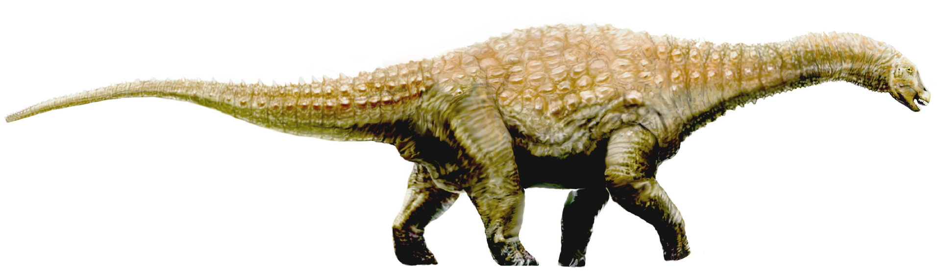 Fossilized dinosaur gut shows that sauropods barely chewed