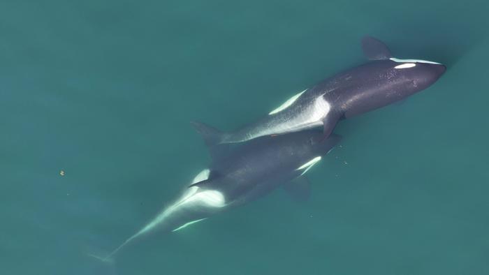 Killer whales groom each other using tools made from kelp