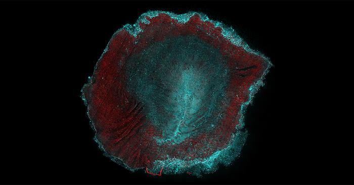 Understanding the mechanisms of embryonic cell behavior