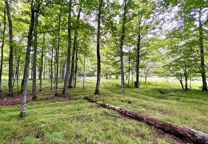 Archaeologists uncover massive 1000-year-old Native American fields in Northern Michigan that defy limits of farming