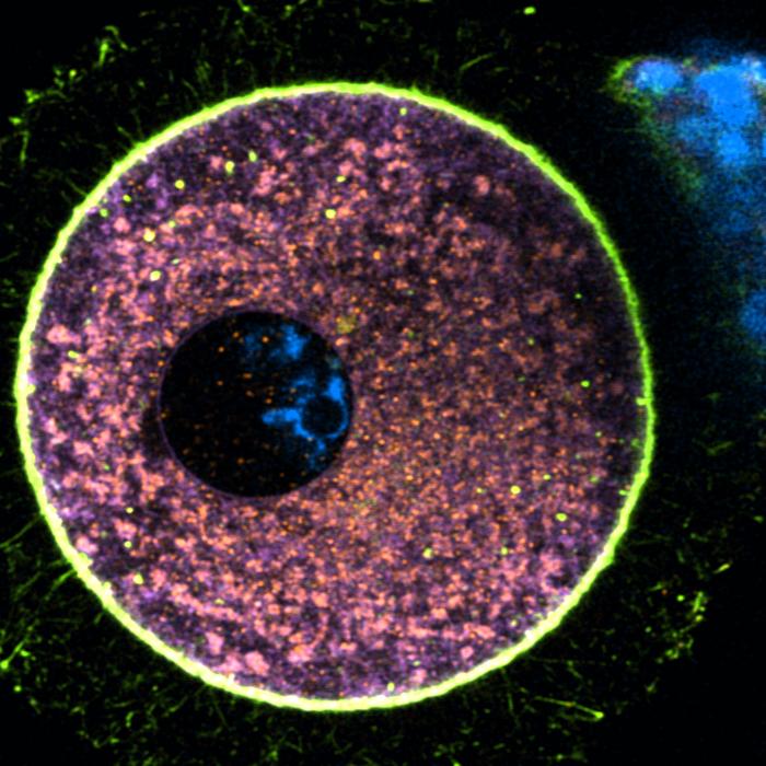 Human eggs power down to protect themselves