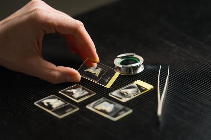 ‘Ultimate dinner party guests’: Dispersed communities attending feast in ancient Iran gifted boars sourced from distant lands