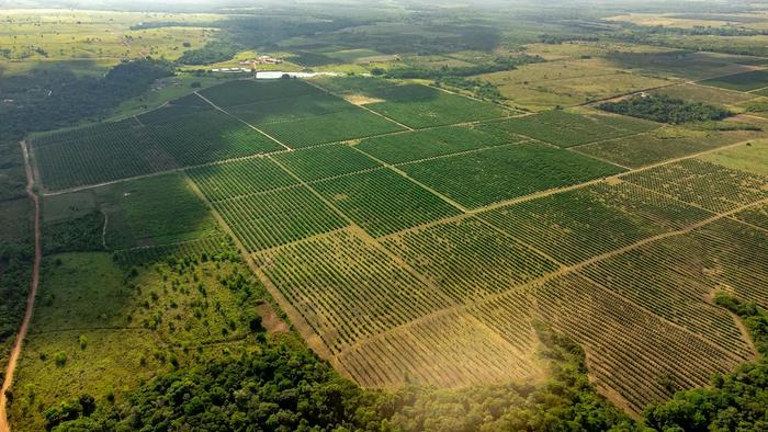 The right mix and planting pattern of trees enhance forest productivity and services