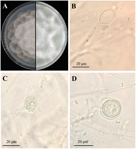 The Big Picture: Microscopic Menace – Phytophthora cinnamomi – Under the Lens