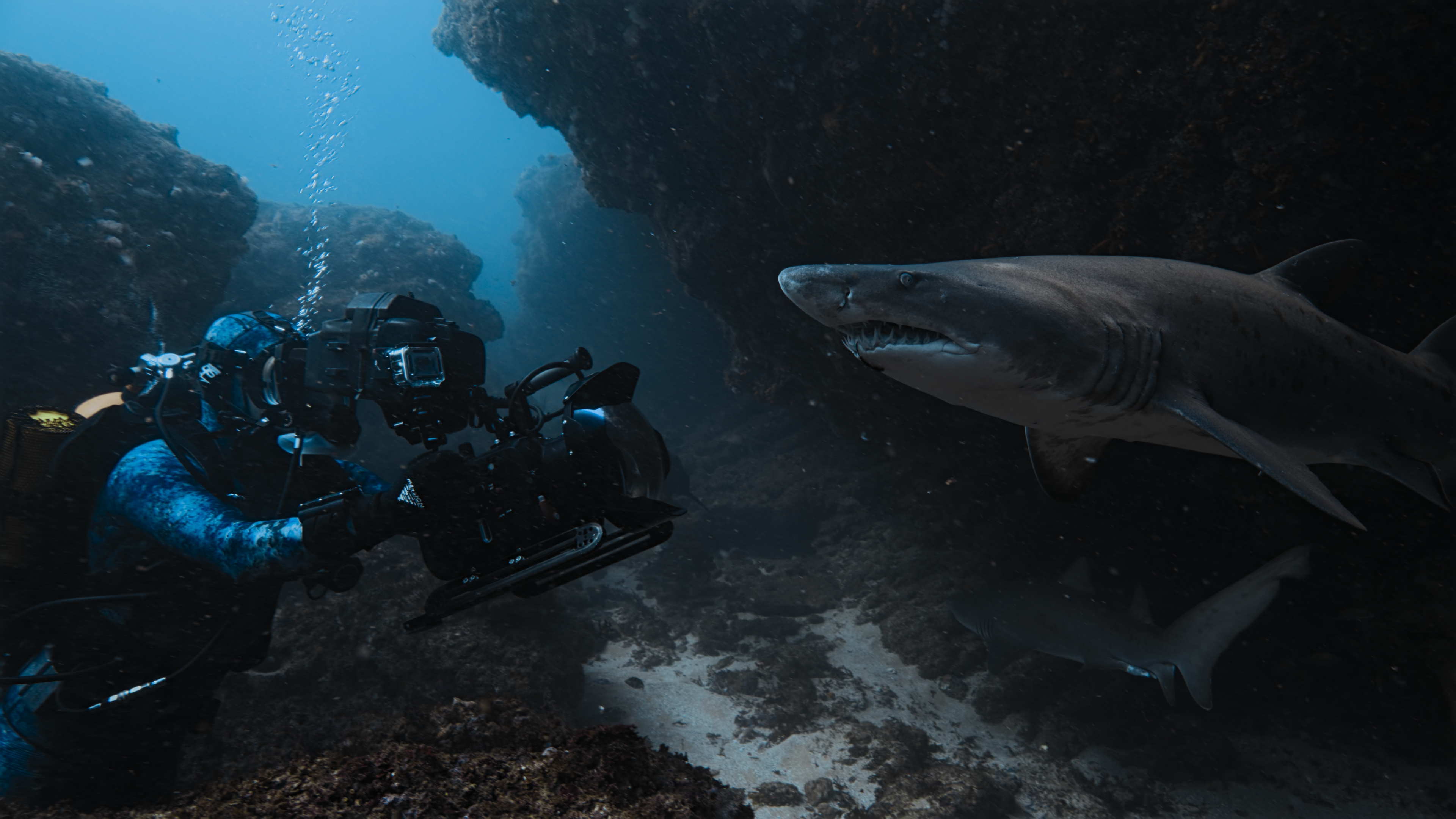 Into the Blue: Dan Beecham on Filming Sharks, Risk, and the Changing Ocean