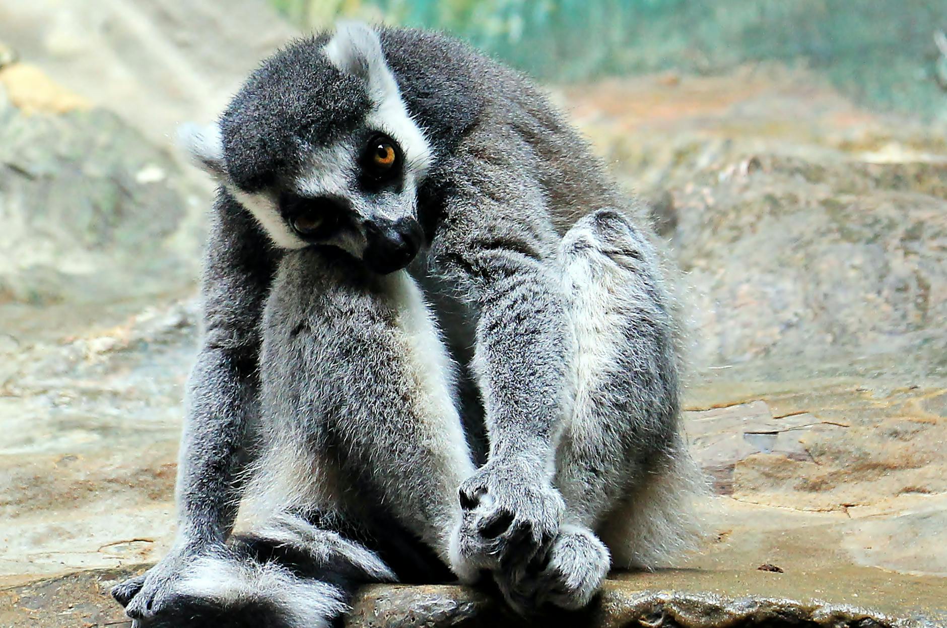 Study suggests lemurs age differently than humans