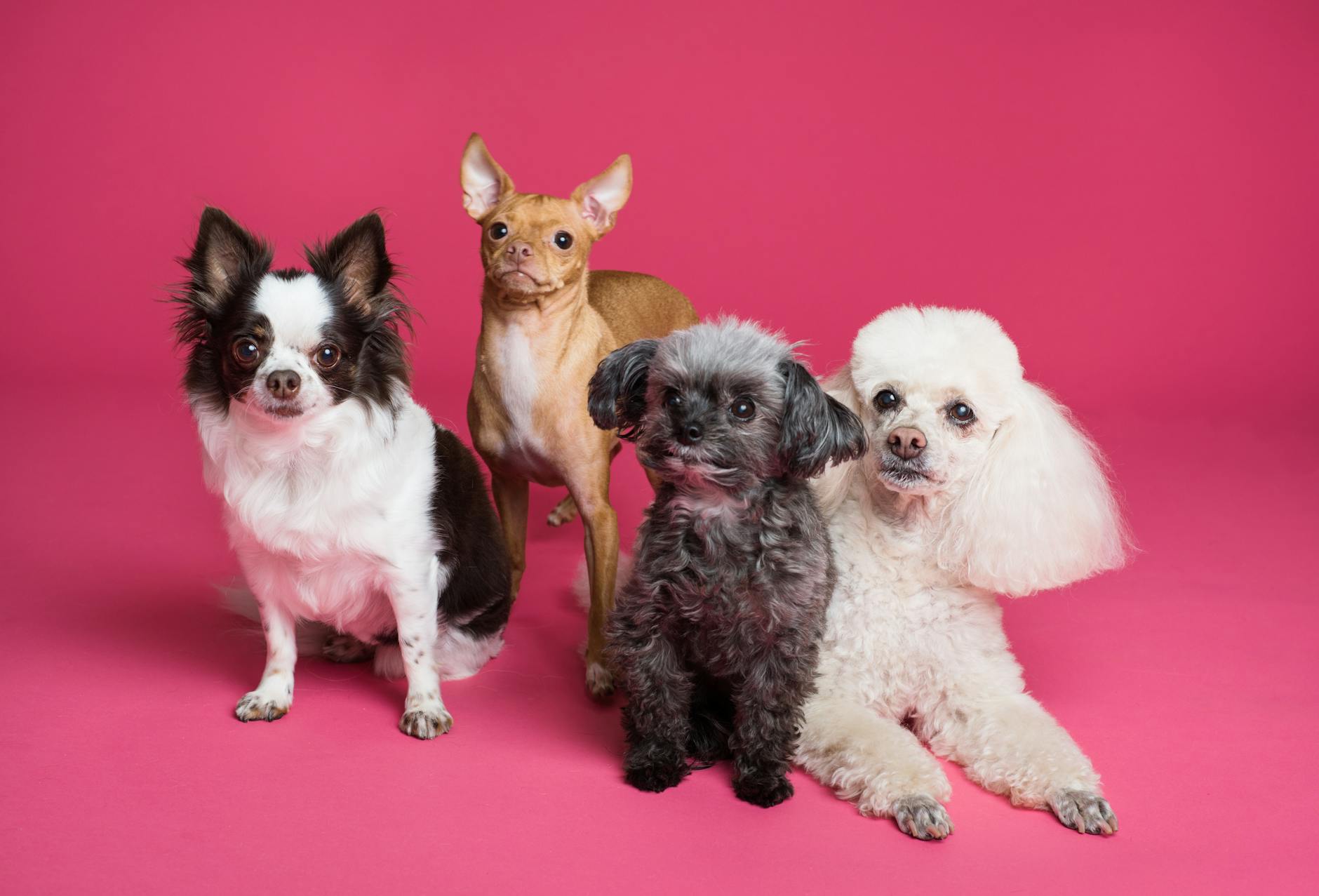 Do dogs judge you?