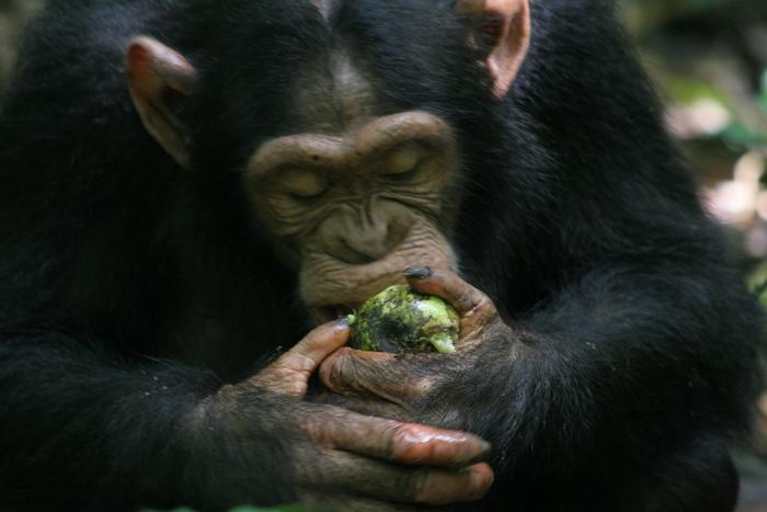 How ‘scrumping’ apes may have given us a taste for alcohol