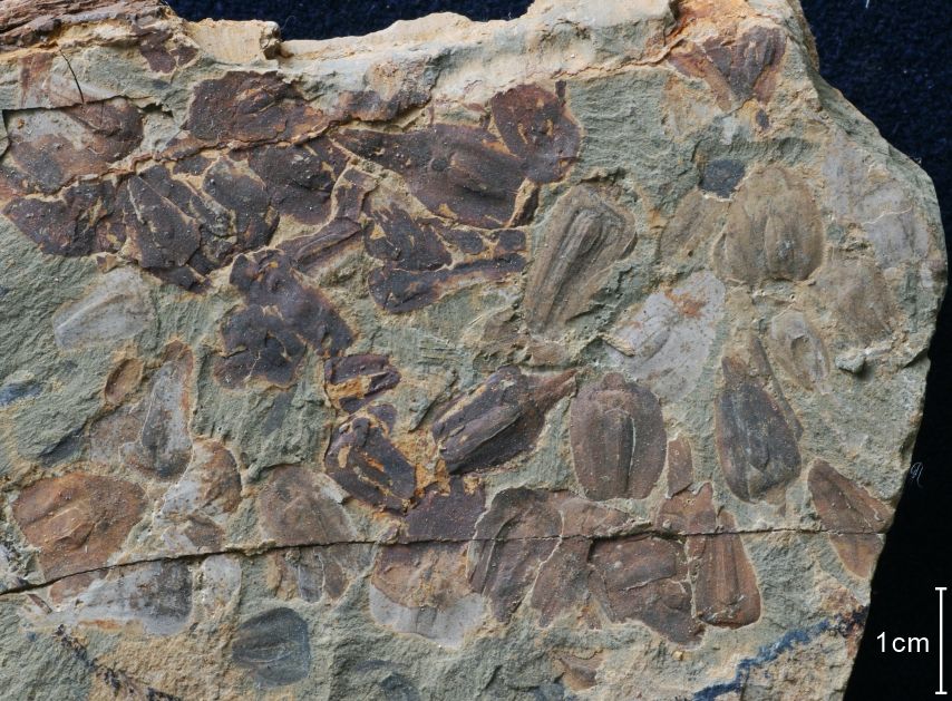 New fossils from Earth’s most famous extinction show climate tipping point was crossed
