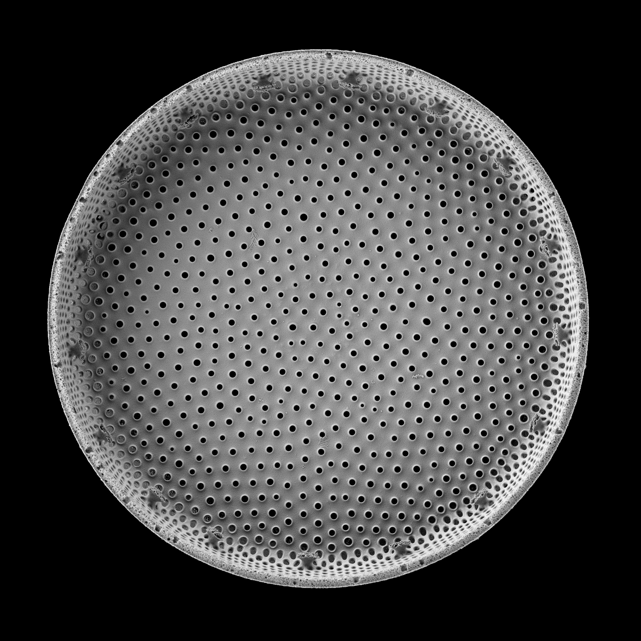 The Big Picture: Glass Cathedrals of the Sea – Diatom Shell in Extreme Close-Up