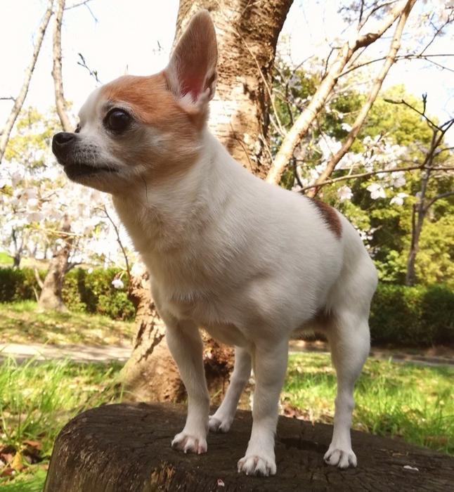Predicting respiratory disorder mortality in dogs