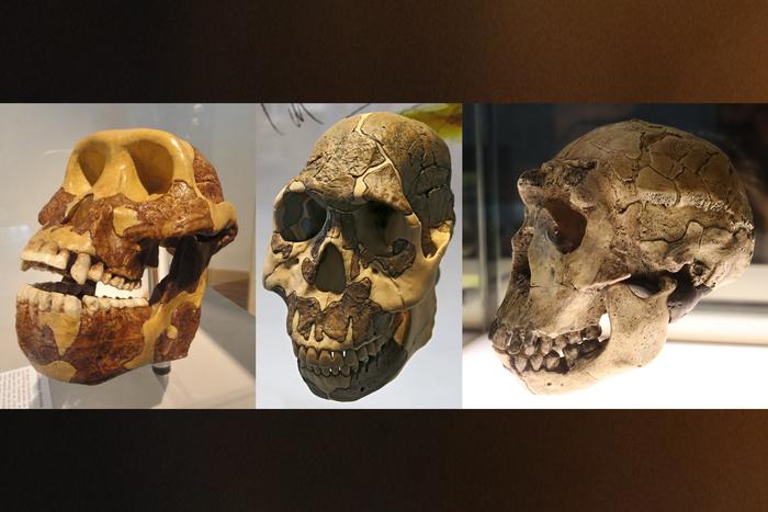 Changes in diet drove physical evolution in early humans