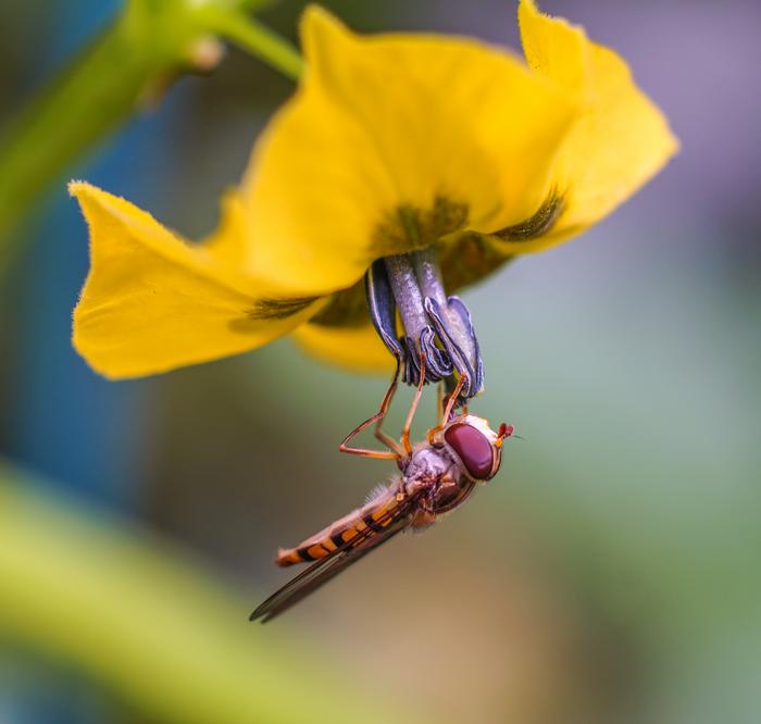 Urbanization linked to a 43 per cent drop in pollinating insects