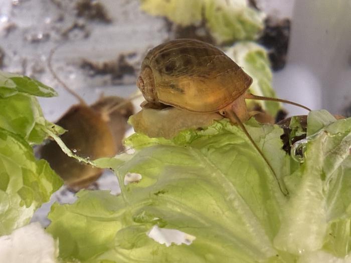 This snail’s eyes grow back: Could they help humans do the same?