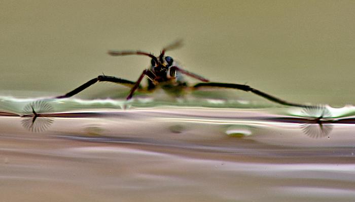 Self-morphing, wing-like feet enhance surface maneuverability of water striders and robots