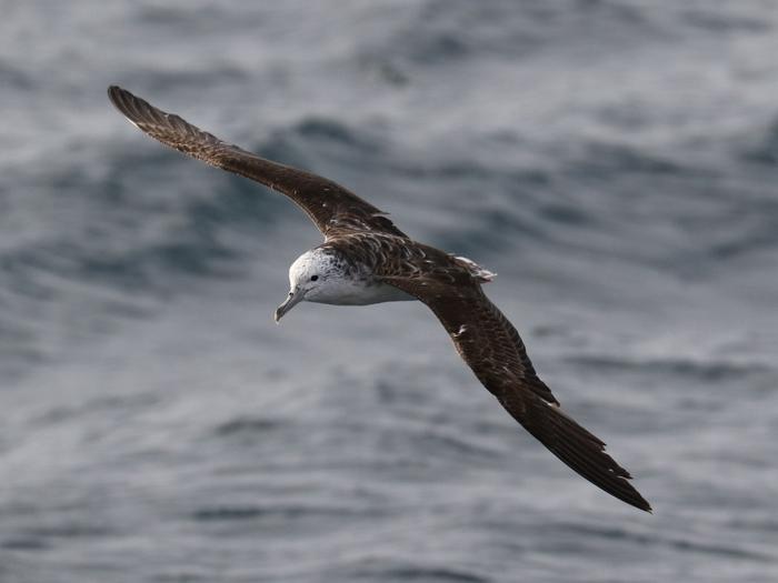 Seabirds only poop while flying