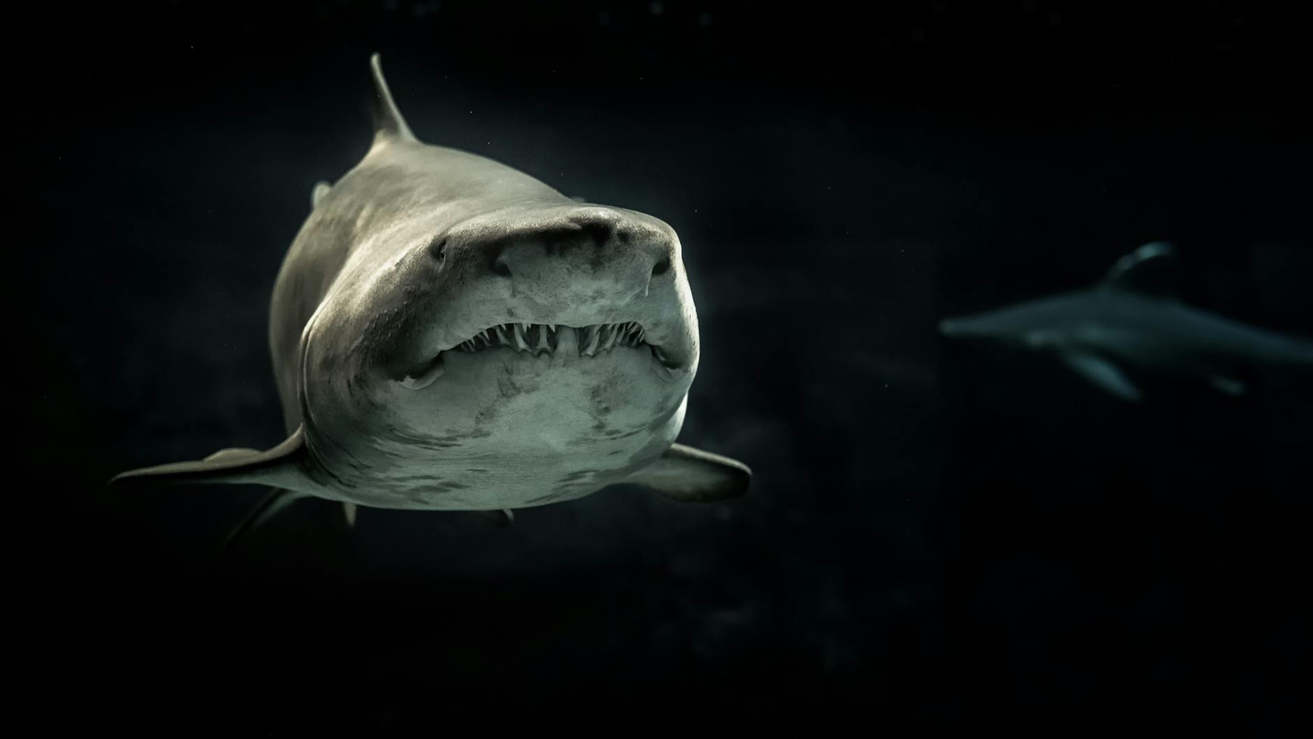 There’s something fishy going on with great white sharks that scientists can’t explain