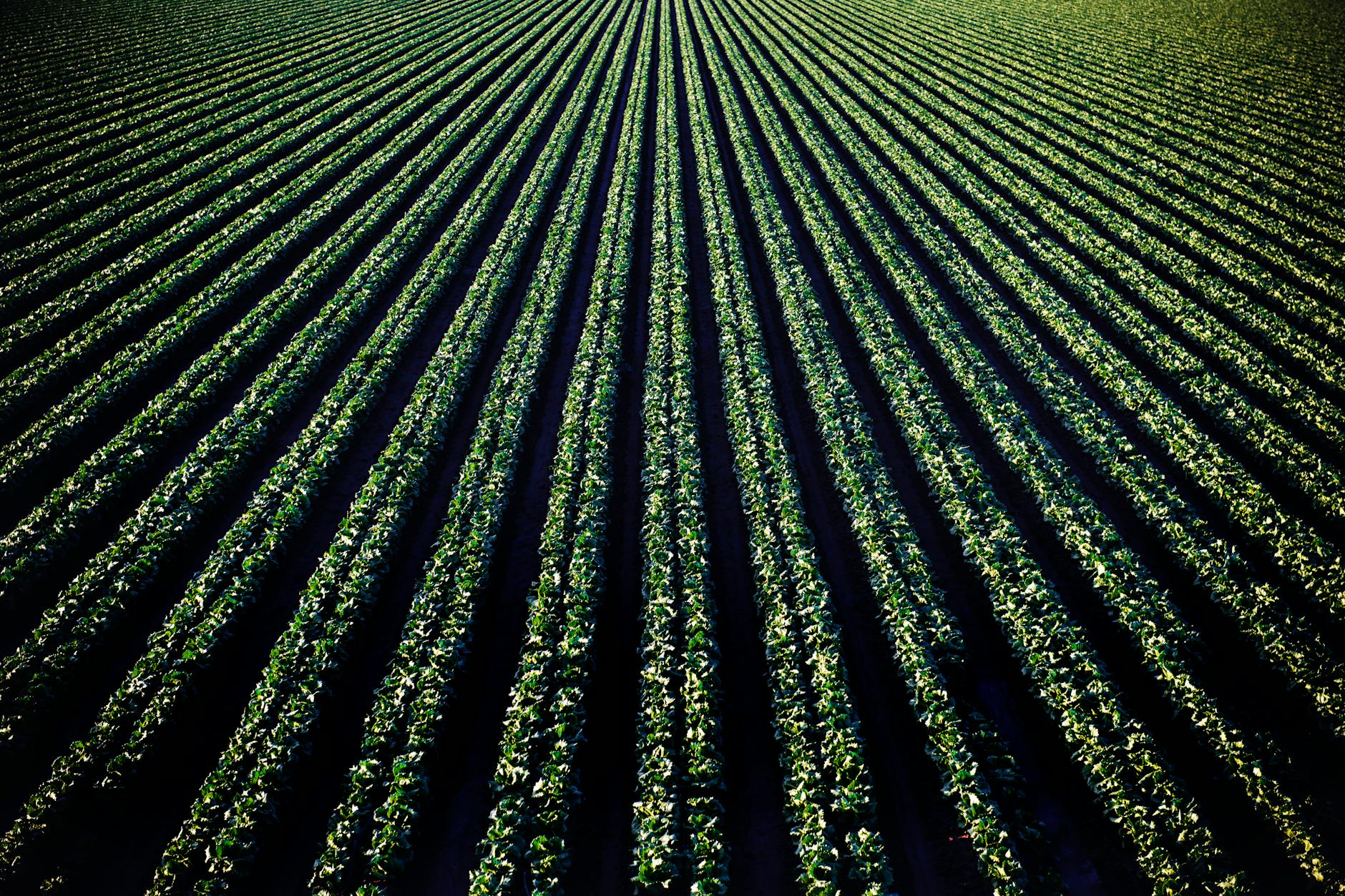 Decarbonize agriculture by expanding policies aimed at low-carbon biofuels