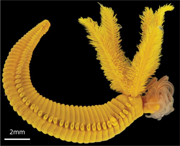 Deep sea worm fights ‘poison with poison’ to survive high arsenic and sulfide levels