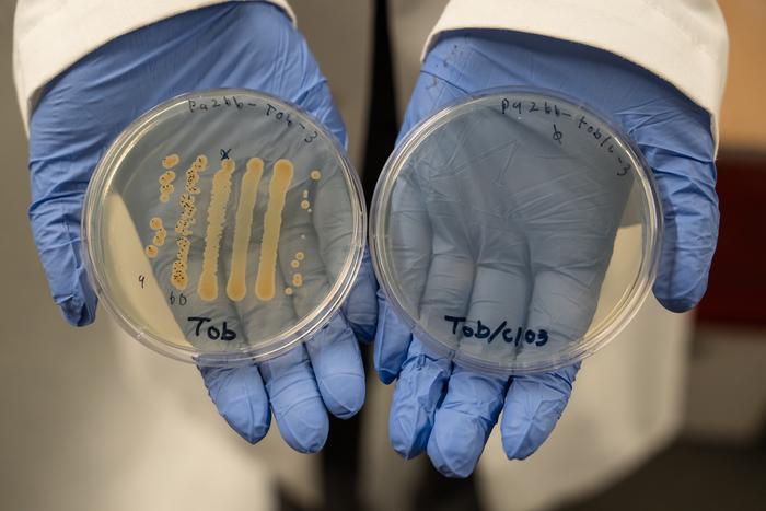 Two-drug combination shows promise in helping heal chronic wounds