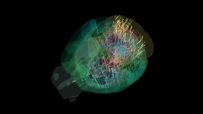 First brain-wide map of decision-making charted in mice