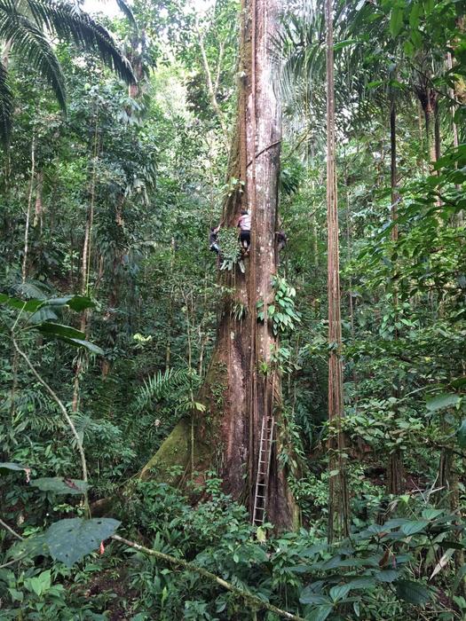The fattening forest: trees of the Amazon are getting bigger 