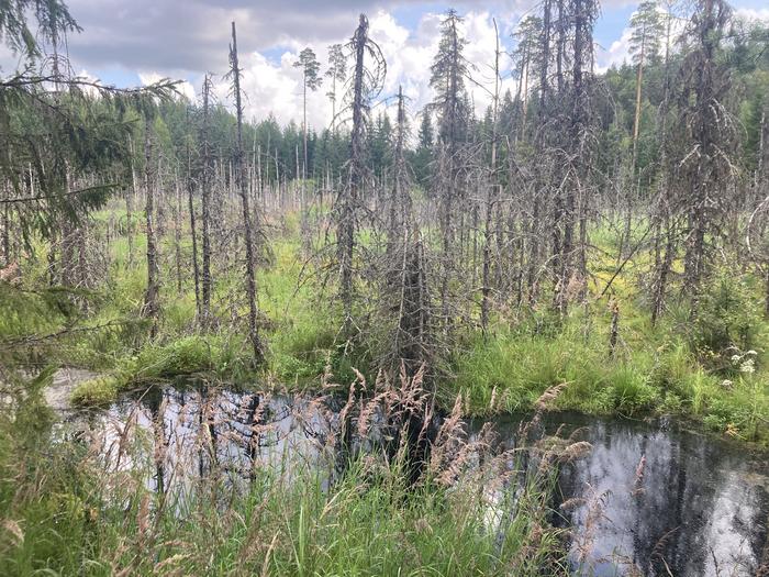 Beavers return to the forest landscape, reviving its natural environment