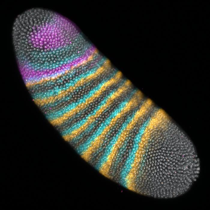 A Tiny Tissue Fold May Have Shaped Fruit Fly Evolution