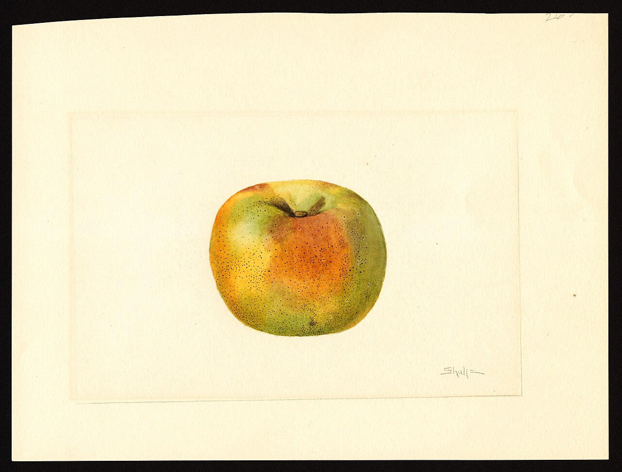 The Newtown Pippin: Newtown’s Apple, New York’s Agriculture, and America’s Entanglement with Slavery.