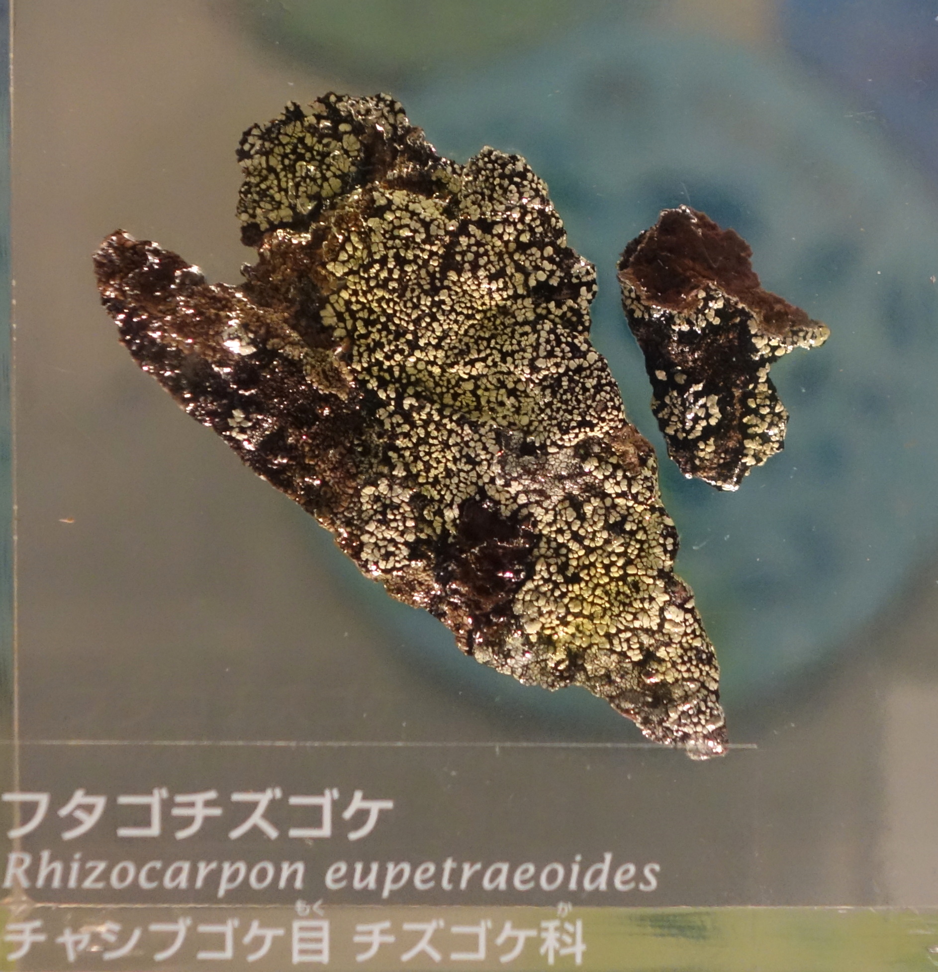 The Big Picture: Mossy Marvel – Rhizocarpon eupetraeoides Preserved in Stunning Detail.