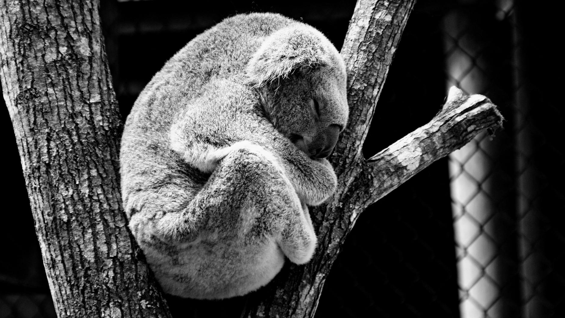 Koala stress linked to disease threat