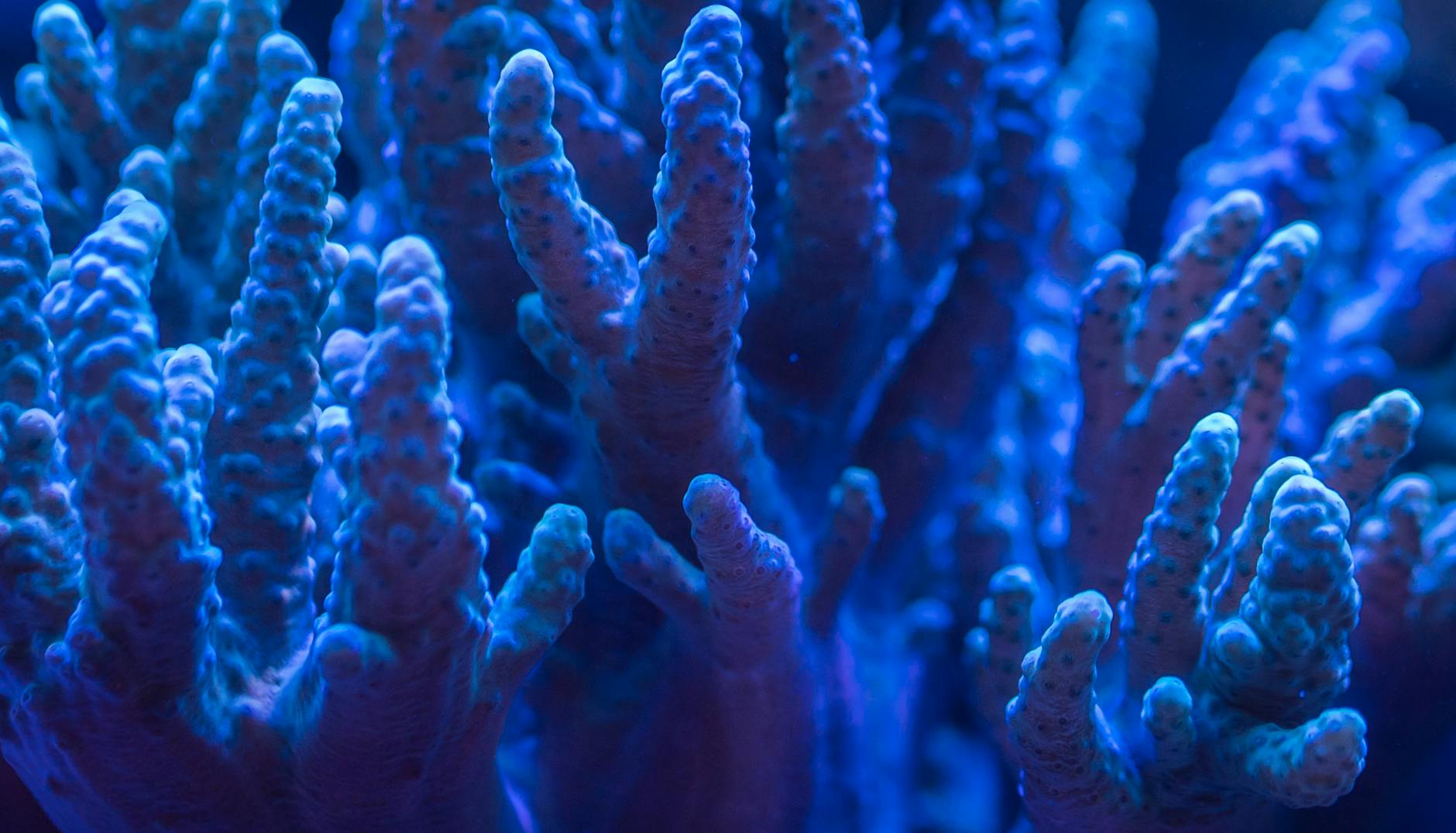How eye-less corals see the light