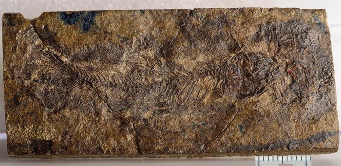 New tiny prehistoric fish species unlocks origins of catfish and carp