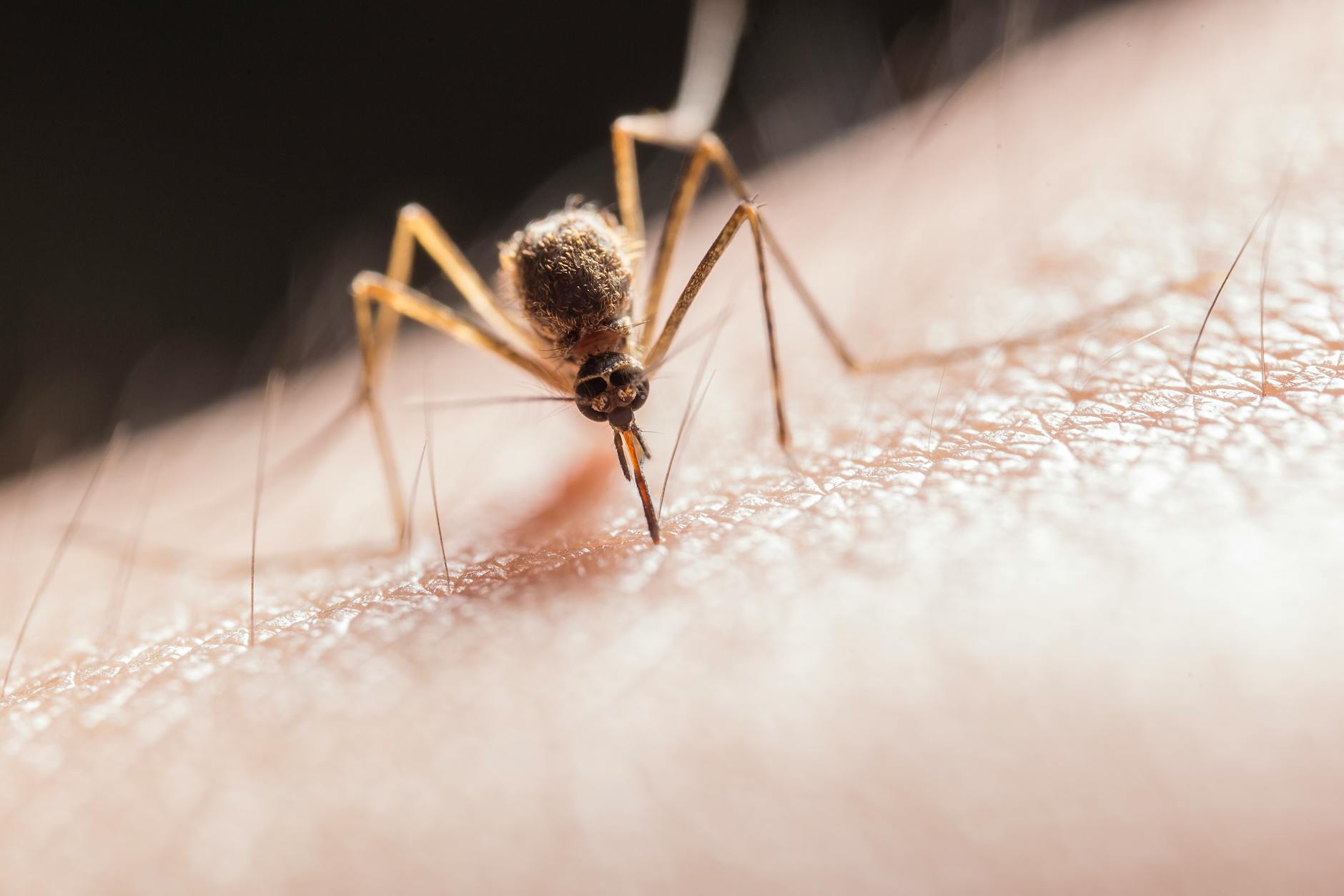 Researchers uncover previously unexplored details of mosquito’s specialized detection mechanisms