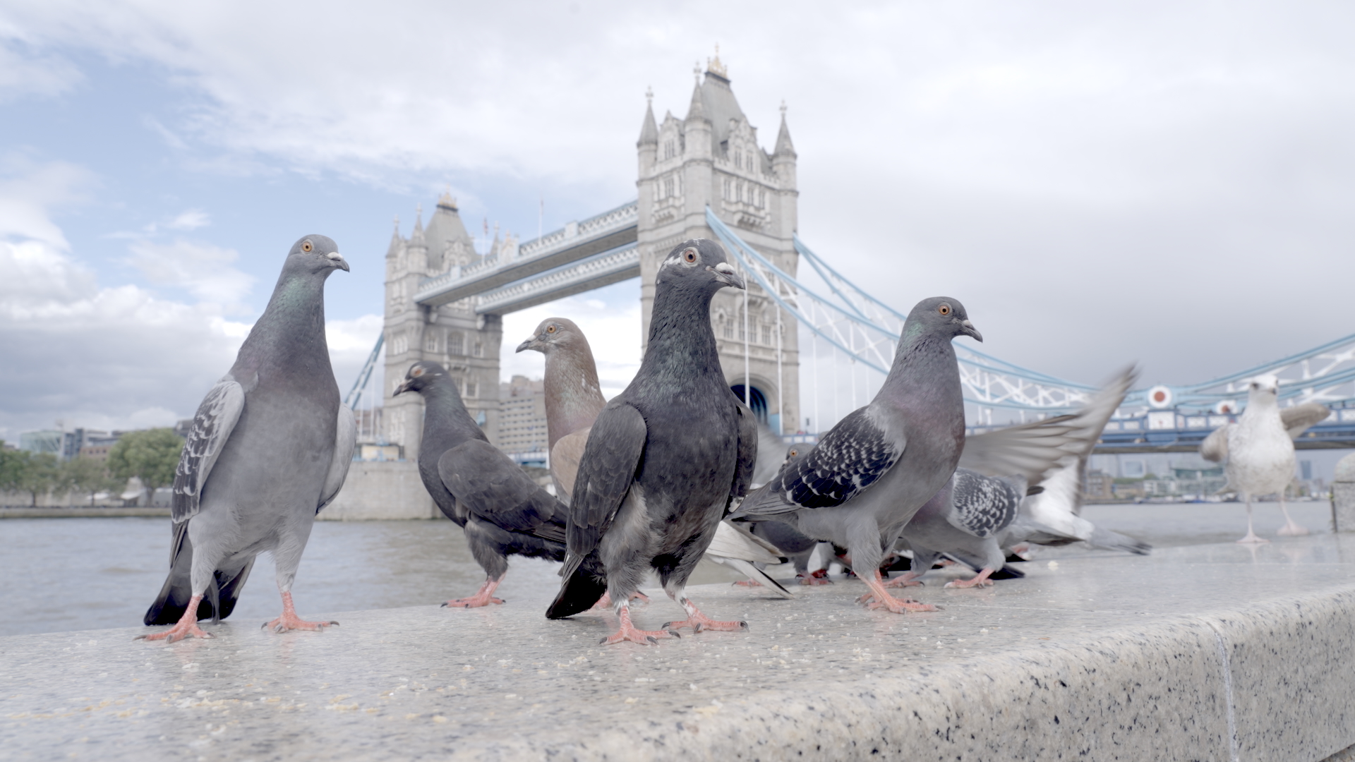 Street Smart: How PBS’s “Pigeon Hustle” Reframes Urban Pigeons
