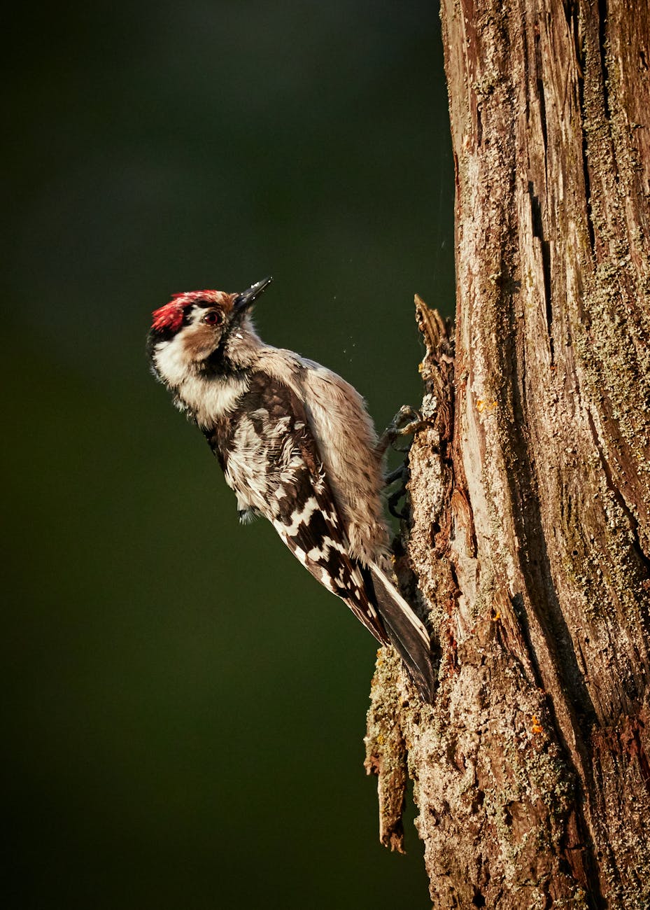 Woodpeckers grunt like tennis stars