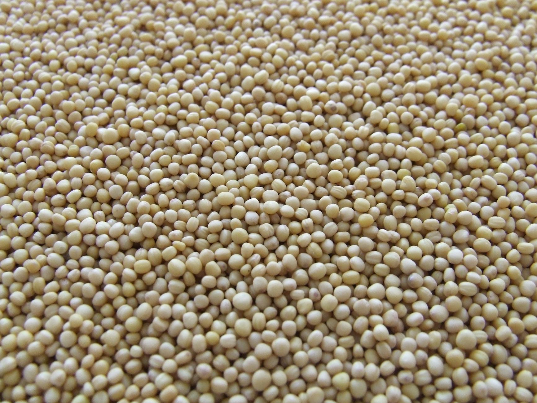 Researchers identify rare lost allele boosting soybean seed protein