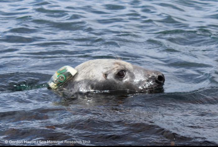 Seals on the move: Research reveals key data for offshore development and international ecology