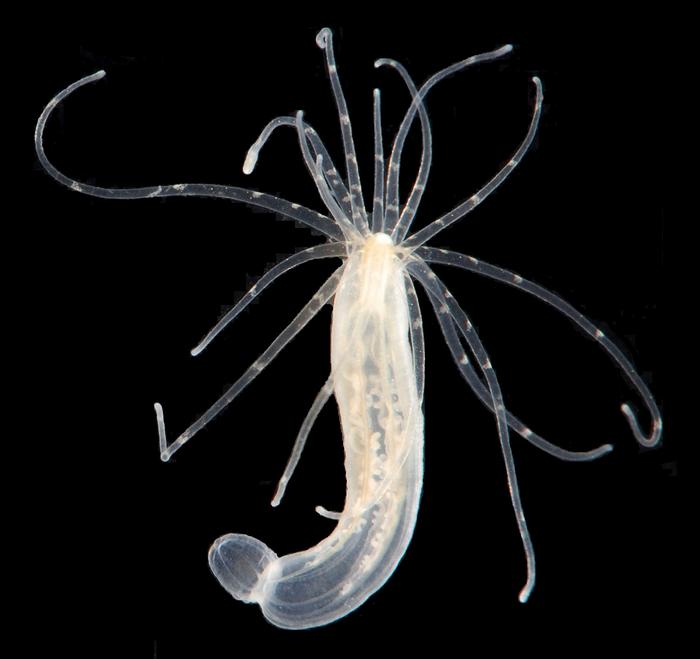 Ancient sea anemone sheds light on animal cell type evolution