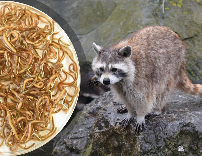 Continuous spread: Raccoon roundworm detected in nine European countries