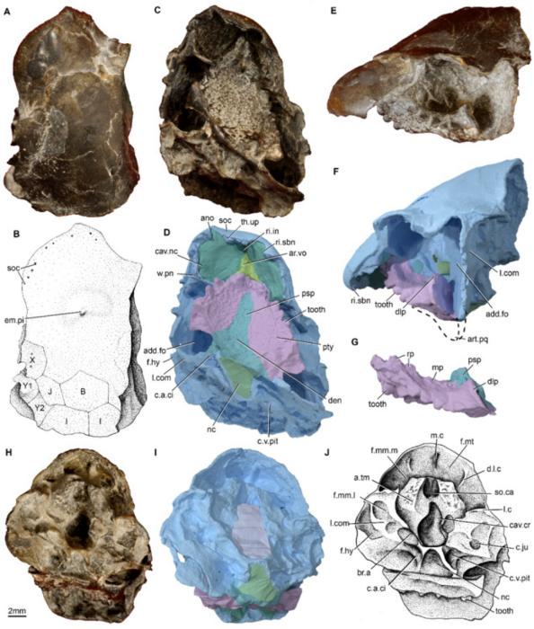 New fossil lungfish from Yunnan sheds light on critical stage of early vertebrate evolution