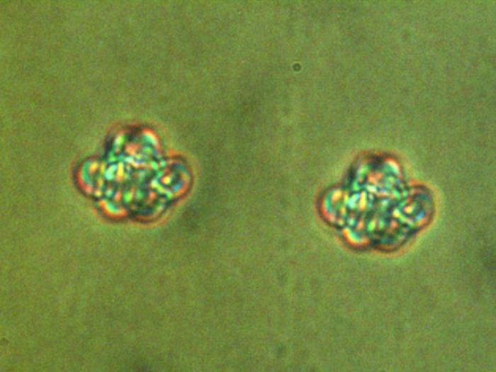 Scientists create stable, switchable vortex knots inside liquid crystals