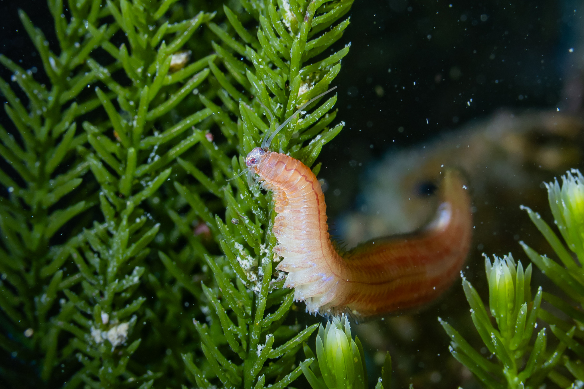 New insight into the functional principles of eye evolution