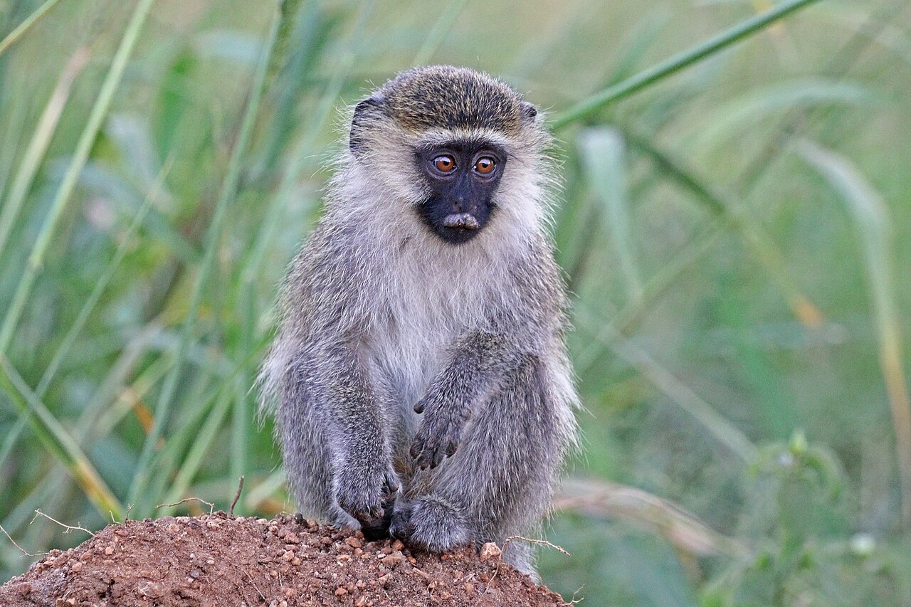 Nonhuman Primate Research Reveals How Aging, Stress, and Behavior May Interact to Increase Disease Risk
