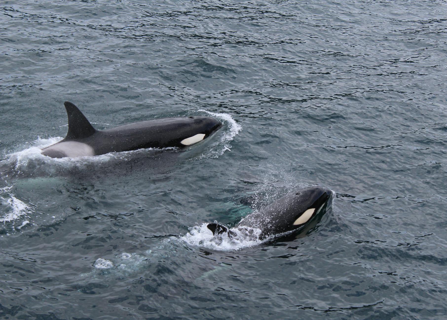 Killer whales tail dolphins to hunt salmon