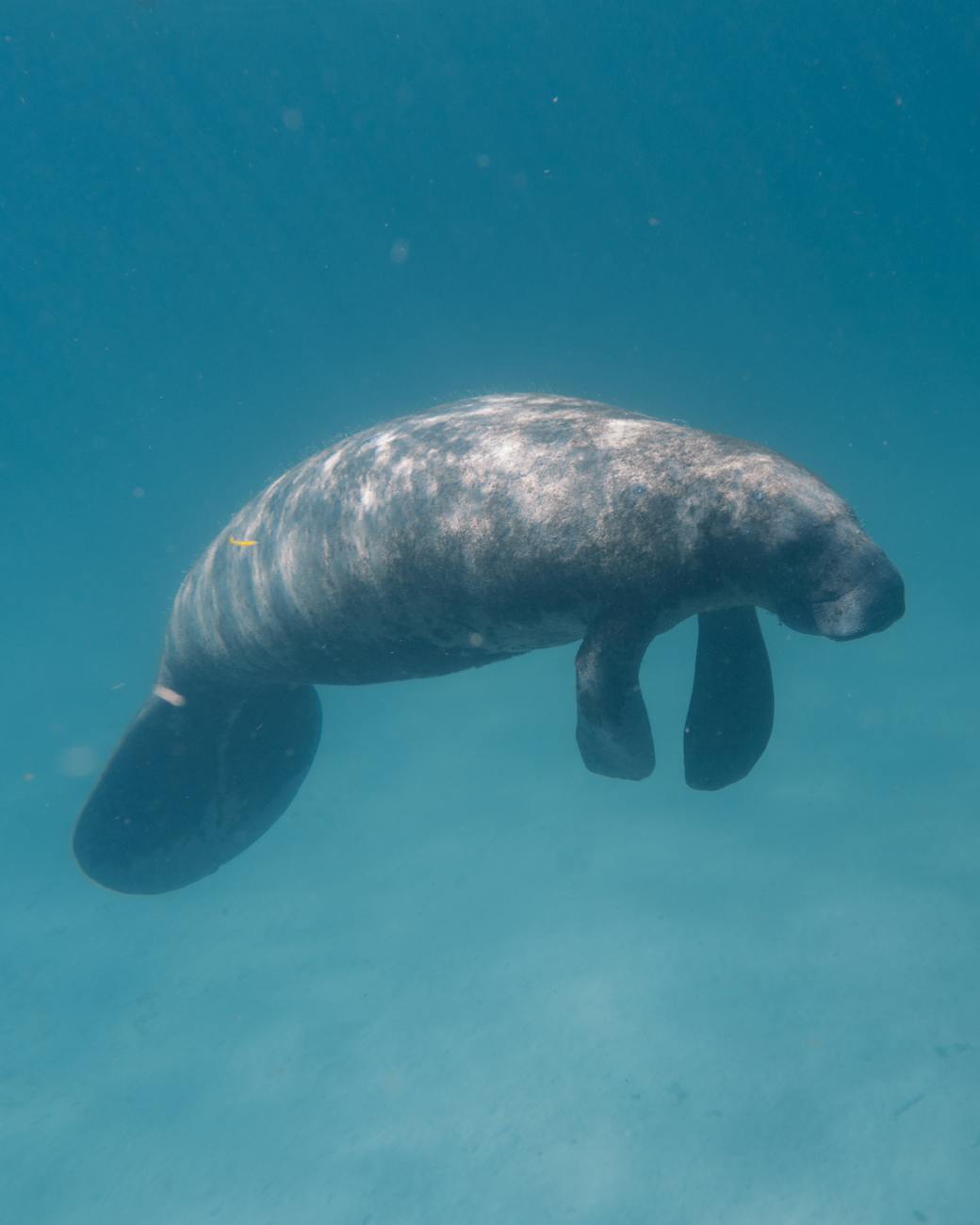 Ancient manatee relative reveals that sea cows have engineered the Arabian Gulf’s seagrass ecosystems for over 20 million years