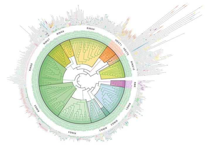 The “broker” family helps tidy up the cell