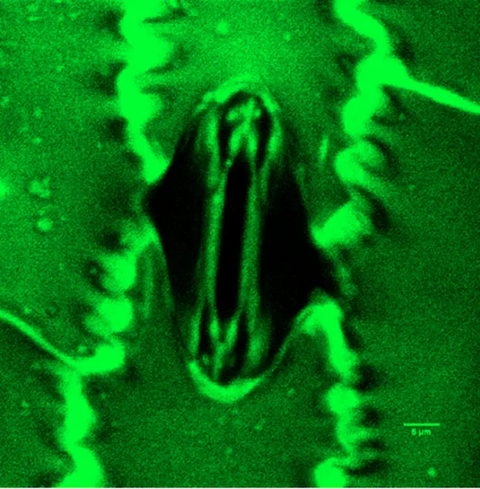 New “Stomata in-sight” system allows scientists to watch plants breathe in real-time