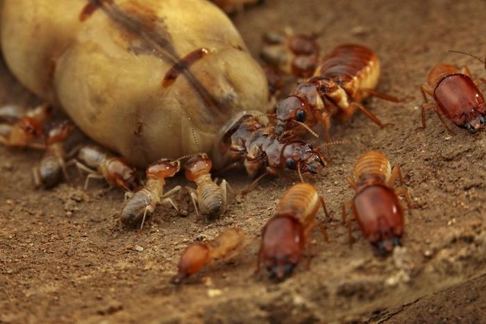 Scientists solve the mystery of why termite kings and queens are monogamous