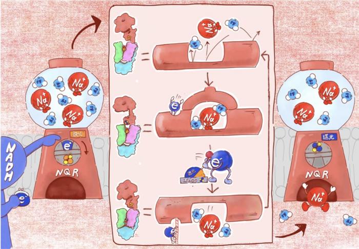 What drives a mysterious sodium pump?